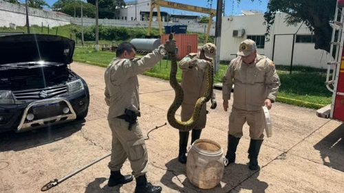 Imagem referente a Sucuri de três metros é encontrada em motor de carro