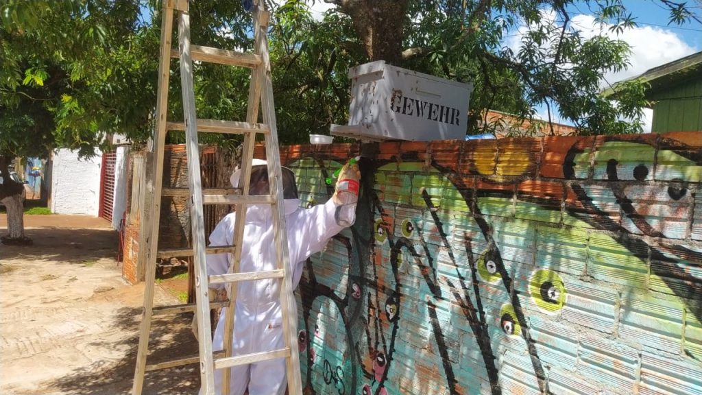 Defesa Civil faz retirada enxames de abelhas em dois lugares em Cascavel neste domingo (10)