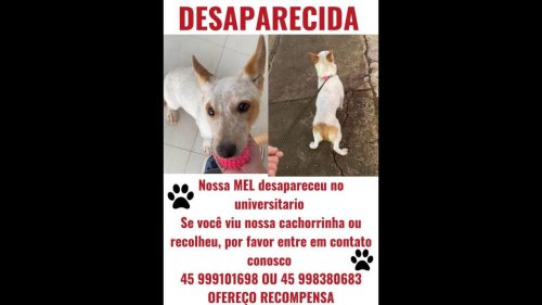 Imagem referente a Cachorro mel desapareceu no bairro Universitário