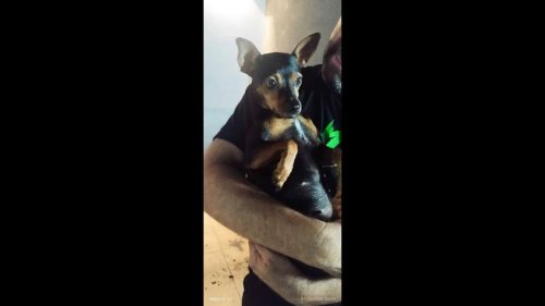 Imagem referente a Cachorra é encontrada no bairro Florais do Paraná