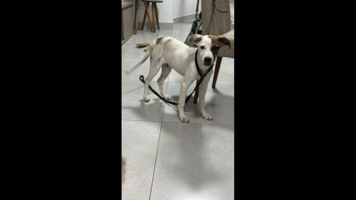 Imagem referente a Cachorro é encontrado no bairro Maria Luiza