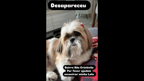 Imagem referente a Cachorra Lola desapareceu no bairro São Cristóvão