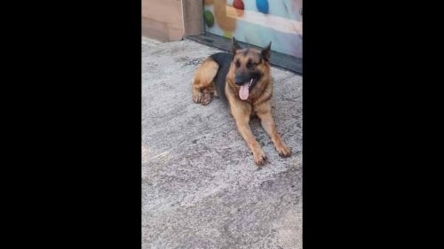 Imagem referente a Cachorro Fredy desapareceu no bairro Guarujá