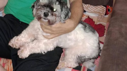 Cachorra Layd desapareceu no bairro Periolo