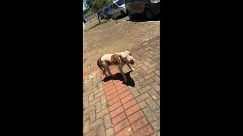 Imagem referente a Cachorro é encontrado no bairro Guarujá