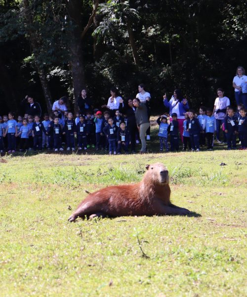 Imagem referente a Crianças conhecem de perto as capivaras do Lago Municipal