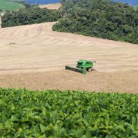 Imagem referente a Área semeada e clima mantêm boas expectativas para o feijão, aponta boletim do Deral