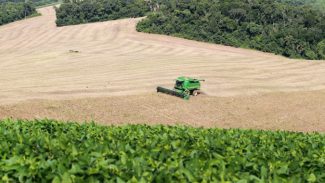 Área semeada e clima mantêm boas expectativas para o feijão, aponta boletim do Deral