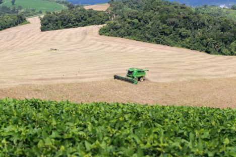 Imagem referente a Área semeada e bom clima mantêm expectativa de safra recorde para o feijão no Paraná