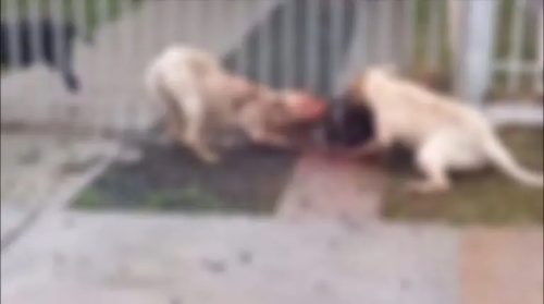 Imagem referente a Pitbulls matam cão e tutora pode enfrentar pena de prisão