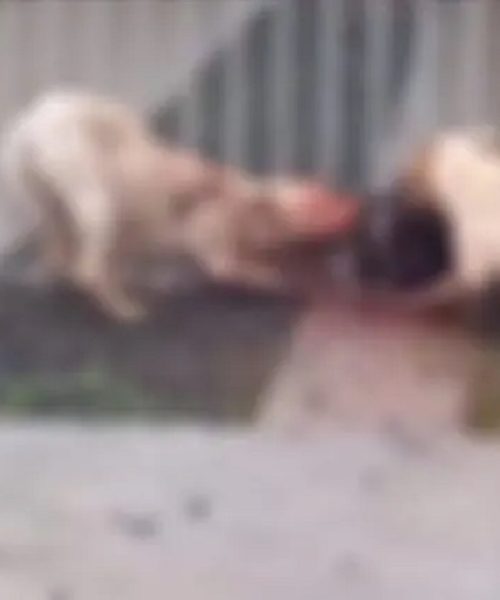 Imagem referente a Pitbulls matam cão e tutora pode enfrentar pena de prisão