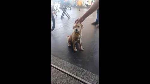 Cachorra é encontrada no bairro Cataratas