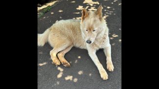 Imagem referente a Cachorro é encontrado no bairro Nova Cidade