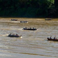 Imagem referente a Nova fase do Rio Vivo começa com a soltura de 100 mil peixes no Rio Ivaí, no Noroeste