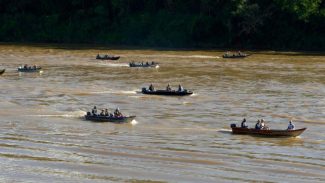 Nova fase do Rio Vivo começa com a soltura de 100 mil peixes no Rio Ivaí, no Noroeste