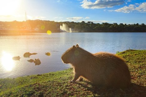 Imagem referente a Cascavel terá sábado de temperaturas elevadas com sensação térmica acima dos 30°C