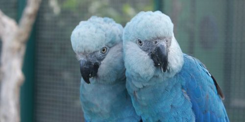 Imagem referente a Zoológico de São Paulo abre novo espaço dedicado às ararinhas-azuis