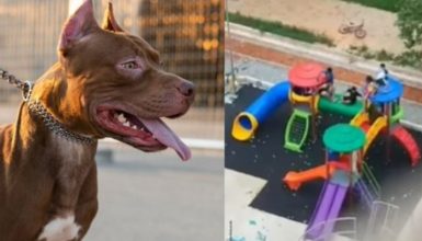 Imagem referente a Vídeo mostra desespero de criança ao ser atacada por Pitbull em parquinho