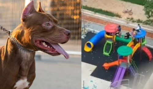 Imagem referente a Vídeo mostra desespero de criança ao ser atacada por Pitbull em parquinho