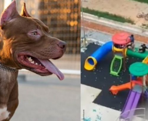 Imagem referente a Vídeo mostra desespero de criança ao ser atacada por Pitbull em parquinho