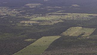 Desmatamento cai 55% na Mata Atlântica no primeiro semestre