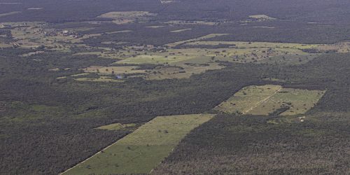 Imagem referente a Desmatamento cai 55% na Mata Atlântica no primeiro semestre