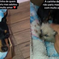 Imagem referente a Cadela pinscher adota filhote de gato e começa a produzir leite para amamentá-lo