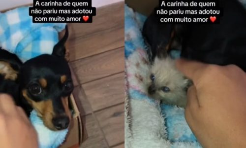 Imagem referente a Cadela pinscher adota filhote de gato e começa a produzir leite para amamentá-lo