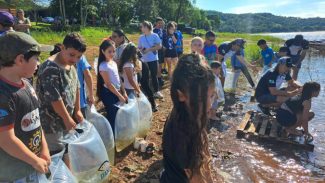 Dia do Iguaçu: Estado vai soltar 1,3 milhão de peixes nativos no rio que corta o Paraná