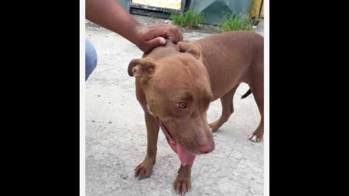 Imagem referente a Cachorra Ravena desapareceu no bairro Cascavel Velho