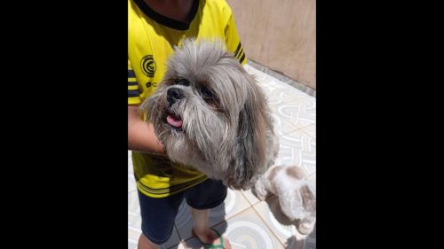 Cachorro é encontrado no bairro São Cristóvão