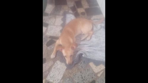 Imagem referente a Cachorro Zeca desapareceu no bairro Santa Cruz