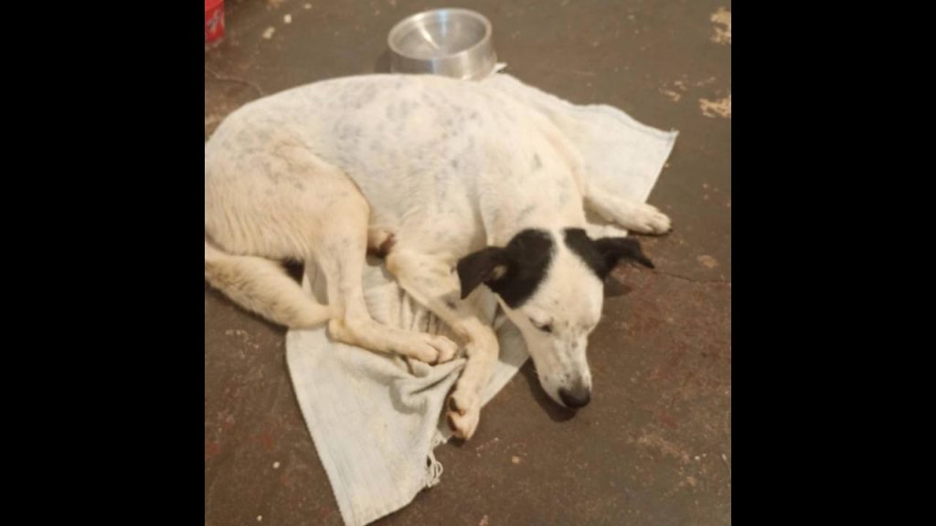 Cachorra é encontrada no bairro Coqueiral