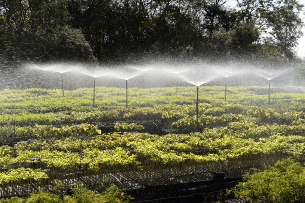 Paraná Mais Verde: Estado vai reestruturar viveiros e laboratórios de sementes