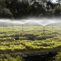 Imagem referente a Paraná Mais Verde: Estado vai reestruturar viveiros e laboratórios de sementes