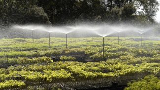 Paraná Mais Verde: Estado vai reestruturar viveiros e laboratórios de sementes