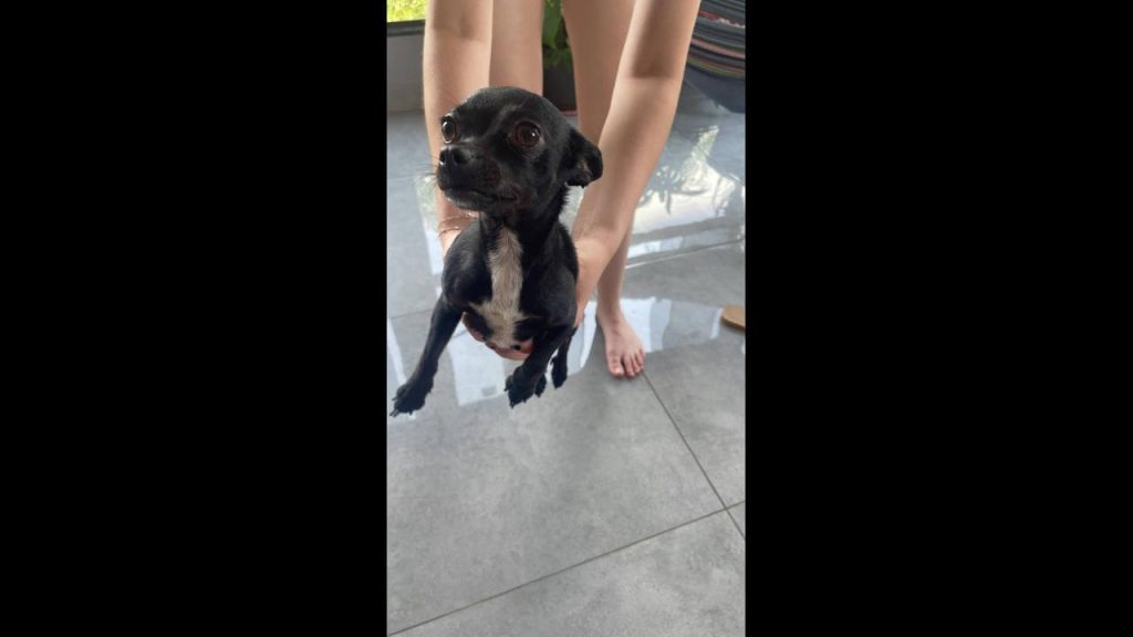 Cachorra é encontrada no bairro Itália