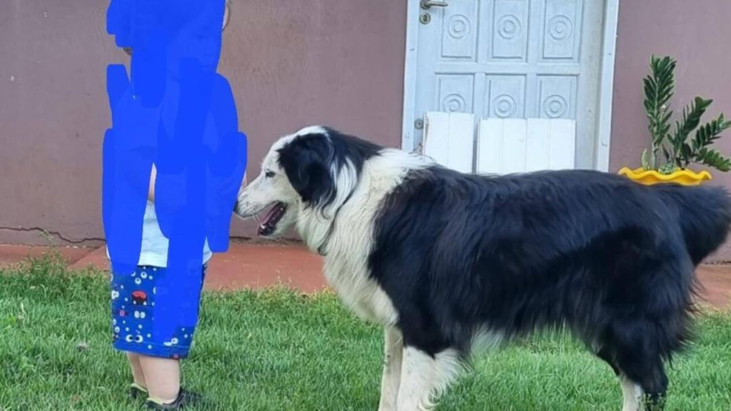 Cachorra Akita desapareceu no bairro Periolo