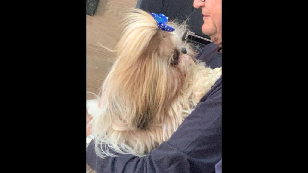 Cachorra Lili desapareceu no bairro Centro