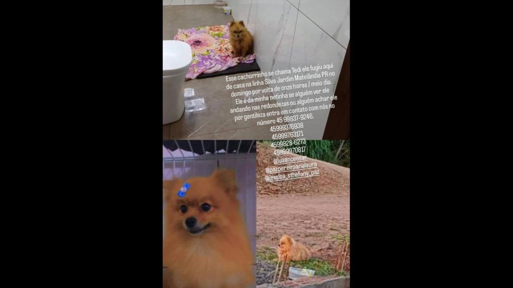 Cachorro Tedi desapareceu no bairro BR 277