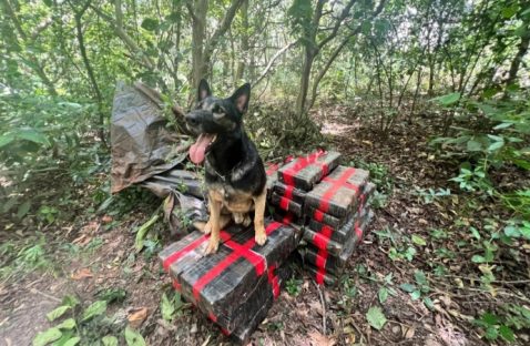 Imagem referente a BPFron apreende 300 kg de maconha em Santa Helena