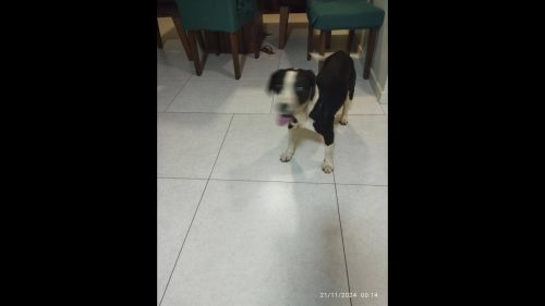 Cachorro é encontrado no bairro Parque São Paulo