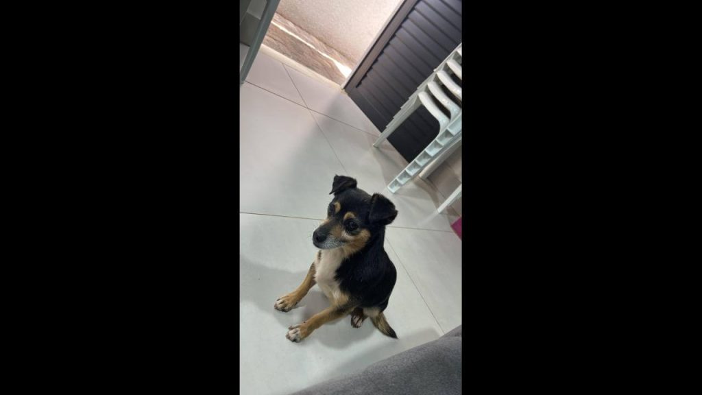 Cachorro é encontrado no bairro Brasília