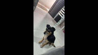 Imagem referente a Cachorro é encontrado no bairro Brasília