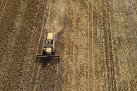 Imagem referente a Paraná encerra colheita de cevada, última cultura de inverno, com 286 mil toneladas