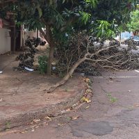 Imagem referente a Moradores relatam galhos de árvore obstruindo visão em cruzamento no Cancelli