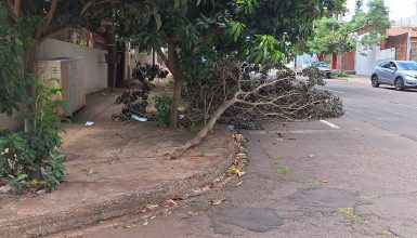 Imagem referente a Moradores relatam galhos de árvore obstruindo visão em cruzamento no Cancelli