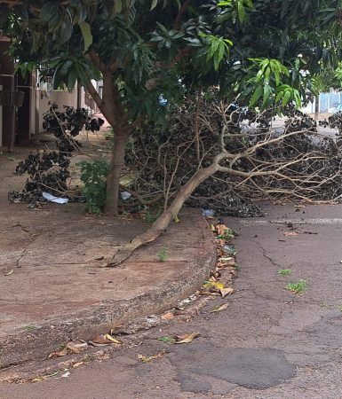 Imagem referente a Moradores relatam galhos de árvore obstruindo visão em cruzamento no Cancelli