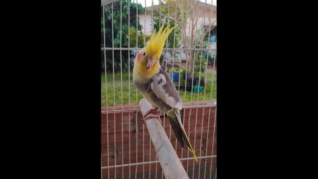 Calopsita Cotoco desapareceu no bairro Floresta