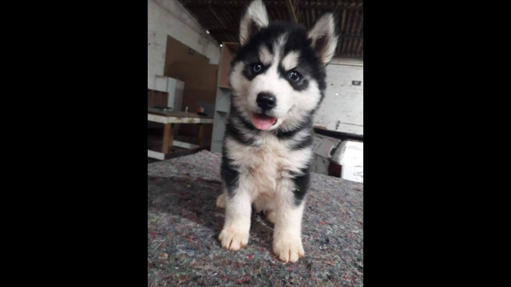 Cachorro é encontrado no bairro Canadá